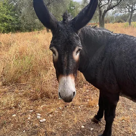 Scappo In Umbria, Collefiorito *